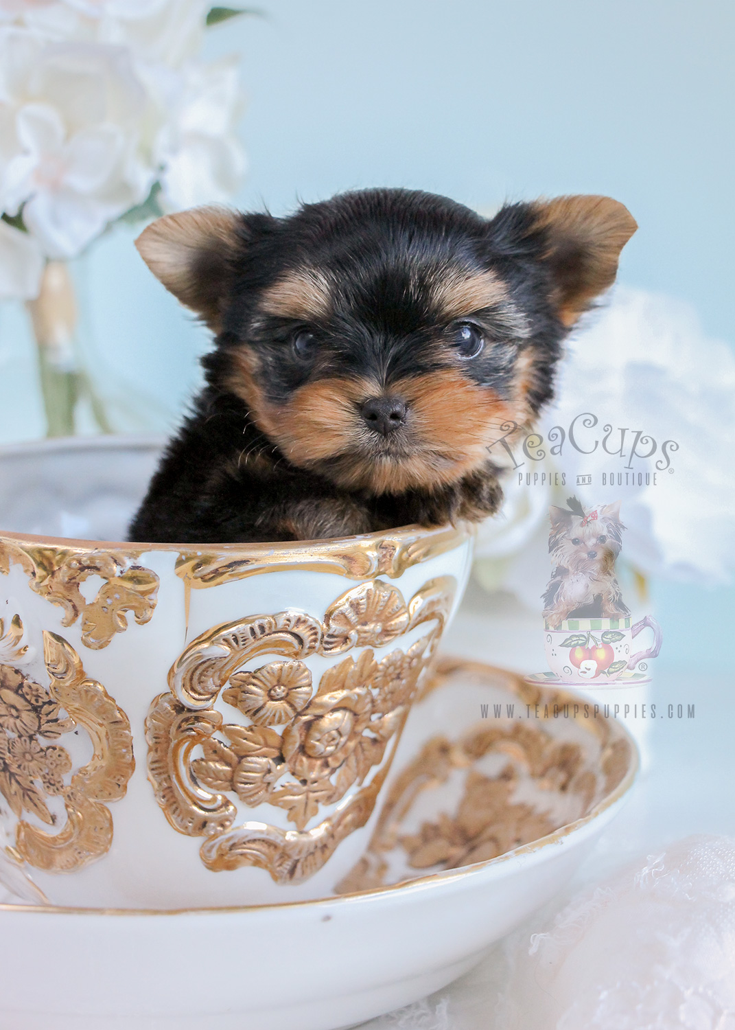 Teacup Puppies Yorkshire Terrier | Teacups, Puppies & Boutique