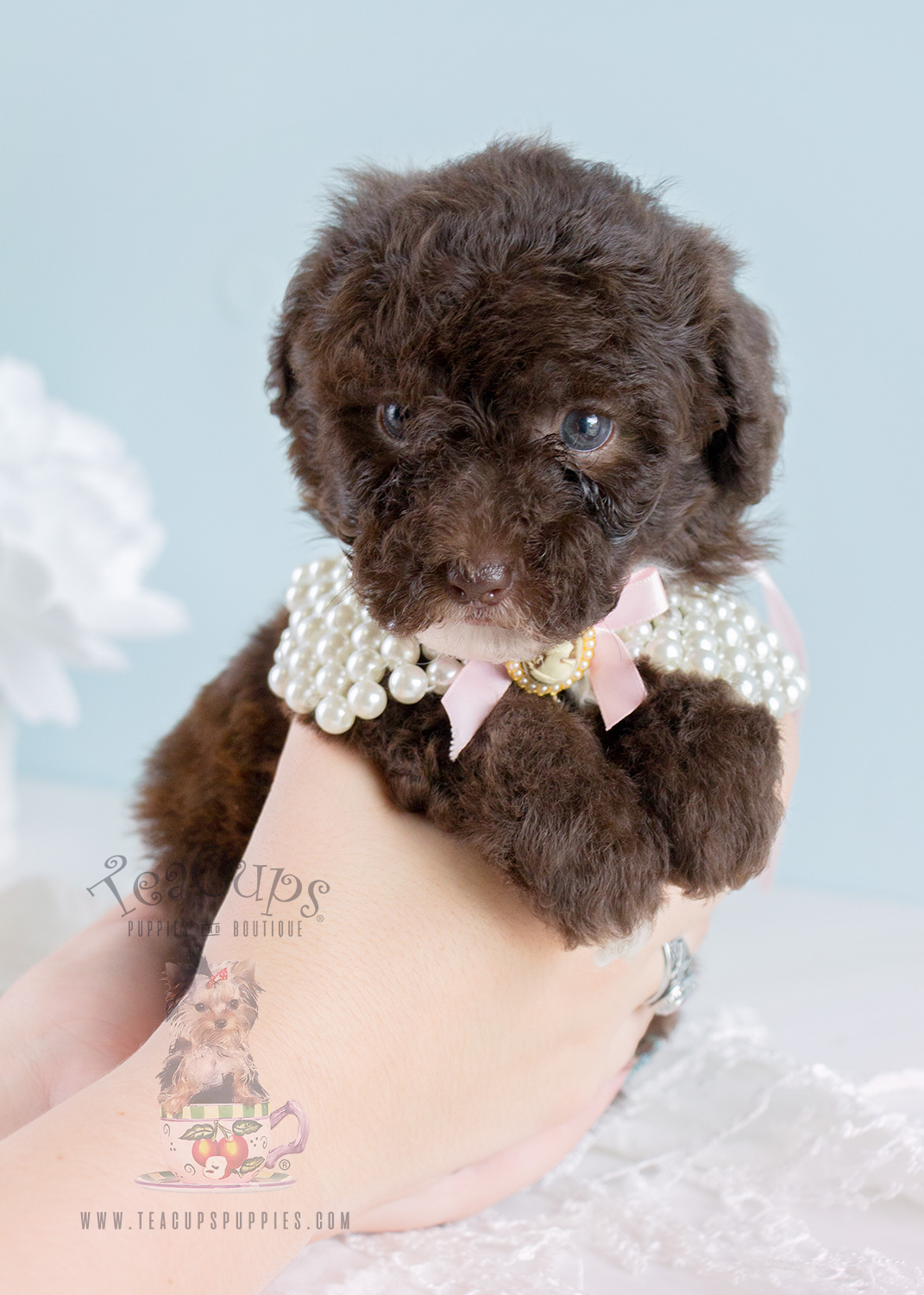 Red Toy Poodle Puppies In South Florida Teacups Puppies And Boutique