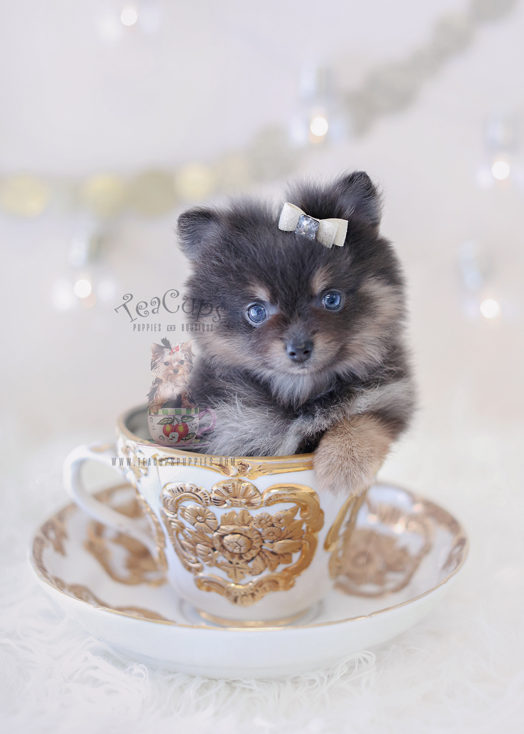 Pomeranian Puppies By Teacups Available Teacups