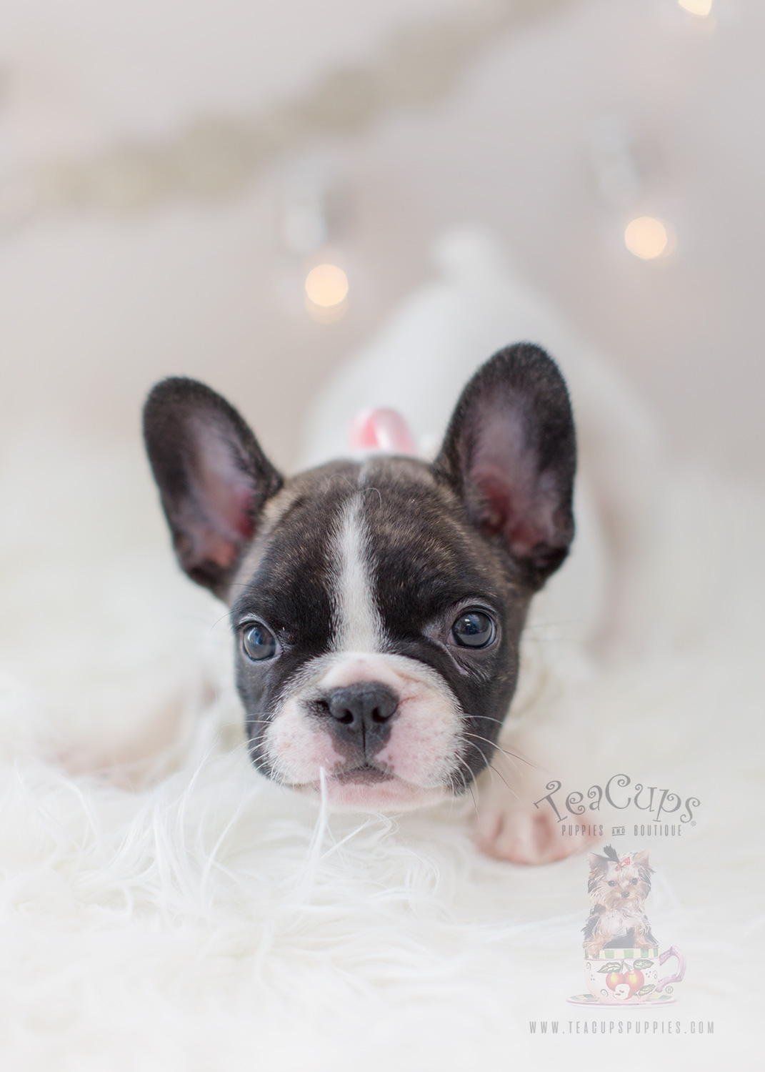 teacup toy bulldog