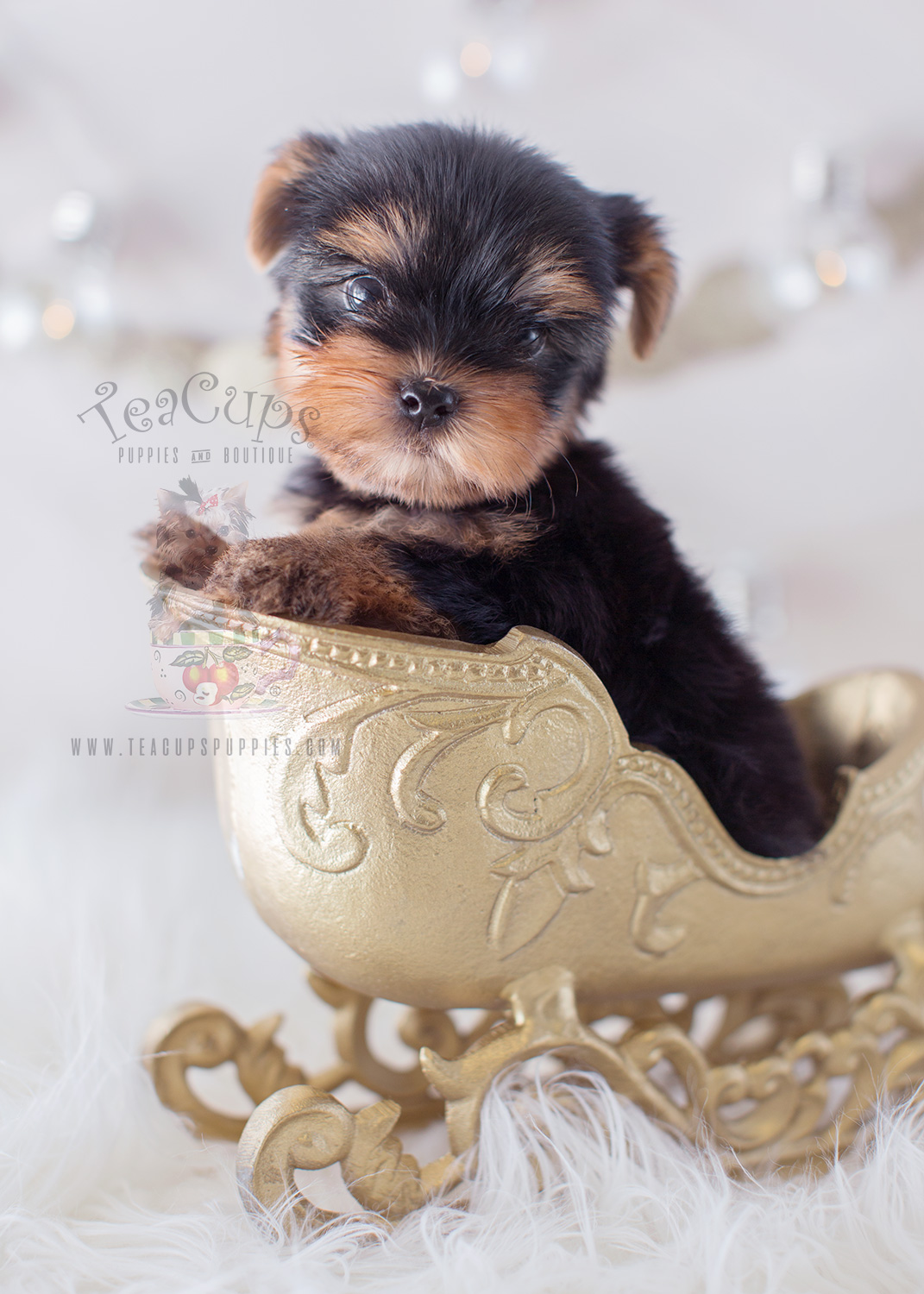 Pug Puppies For Sale in Miami / Fort Lauderdale FL Teacups, Puppies