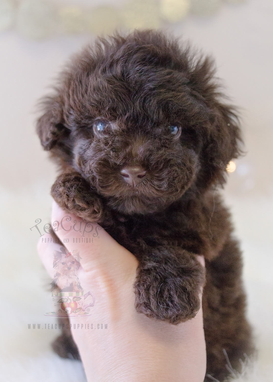 Chocolate Toy Poodles In South Florida Teacups Puppies And Boutique