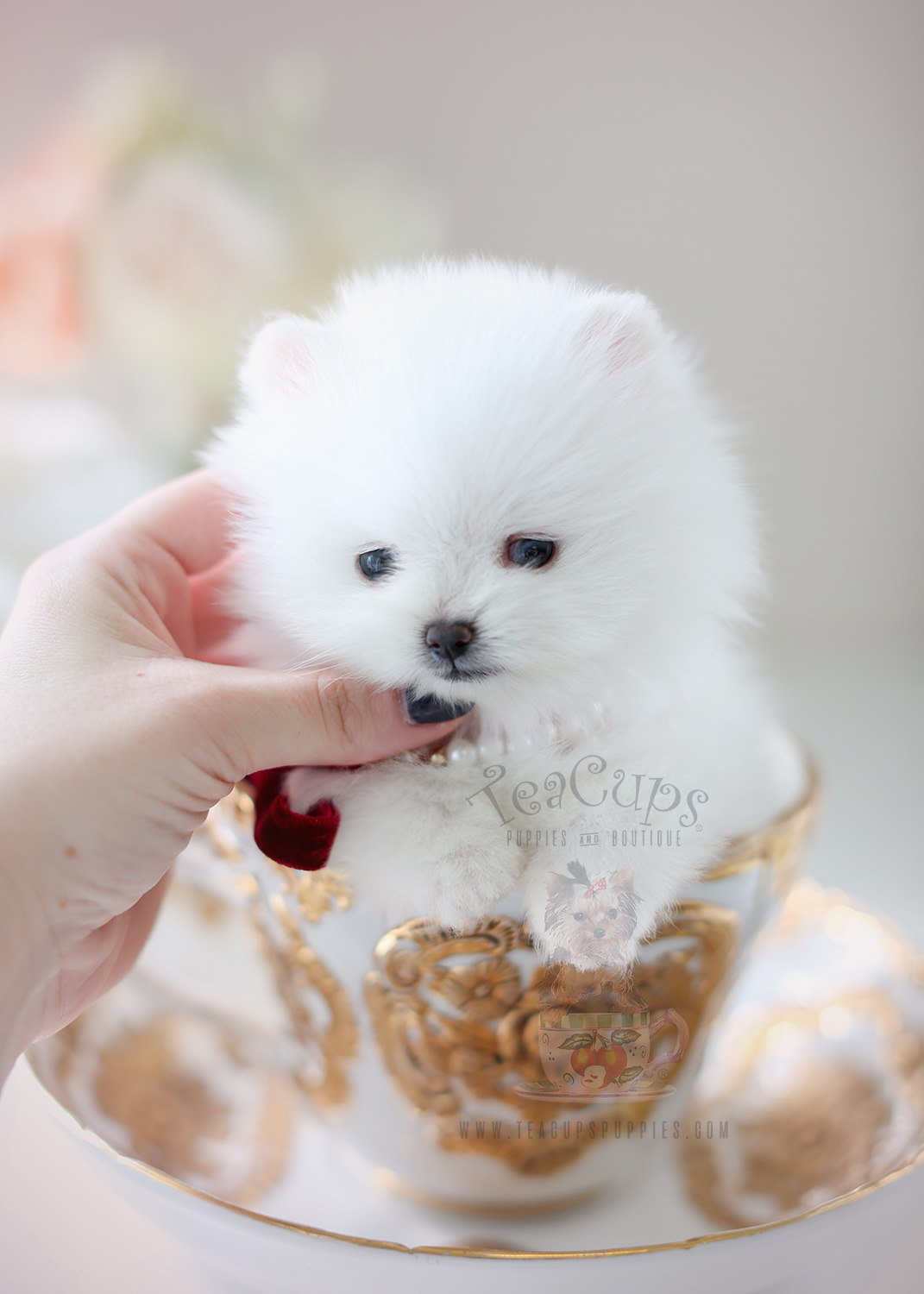 Teacup Pomeranian Puppies For Sale in Miami, Ft. Lauderdale Teacups