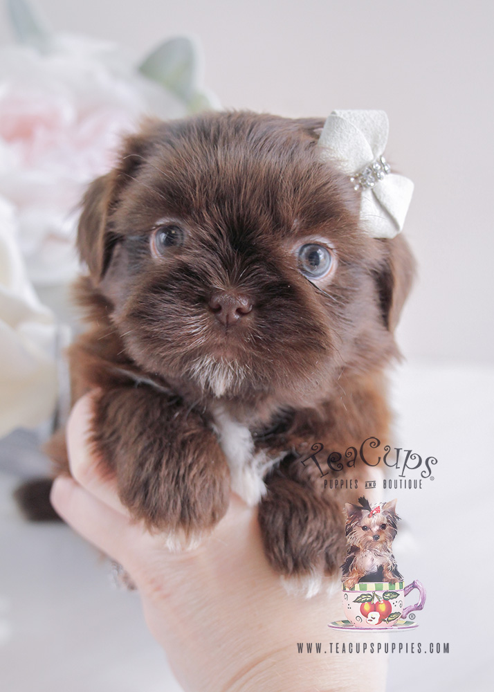 Imperial Shih Tzu Puppies Shih Tzu Puppis For Sale Teacups, Puppies