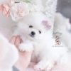 Snow White Pomeranians FL Teacup Puppies Boutique