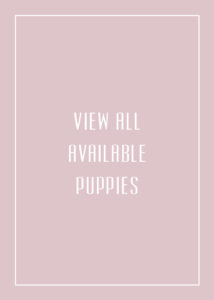 Available teacup puppies for sale