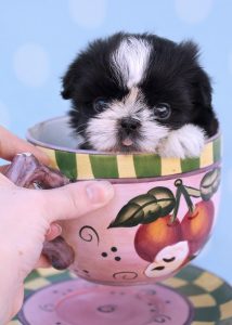 Tiny Imperial Shih Tzu Puppies For Sale by TeaCups Puppy Boutique