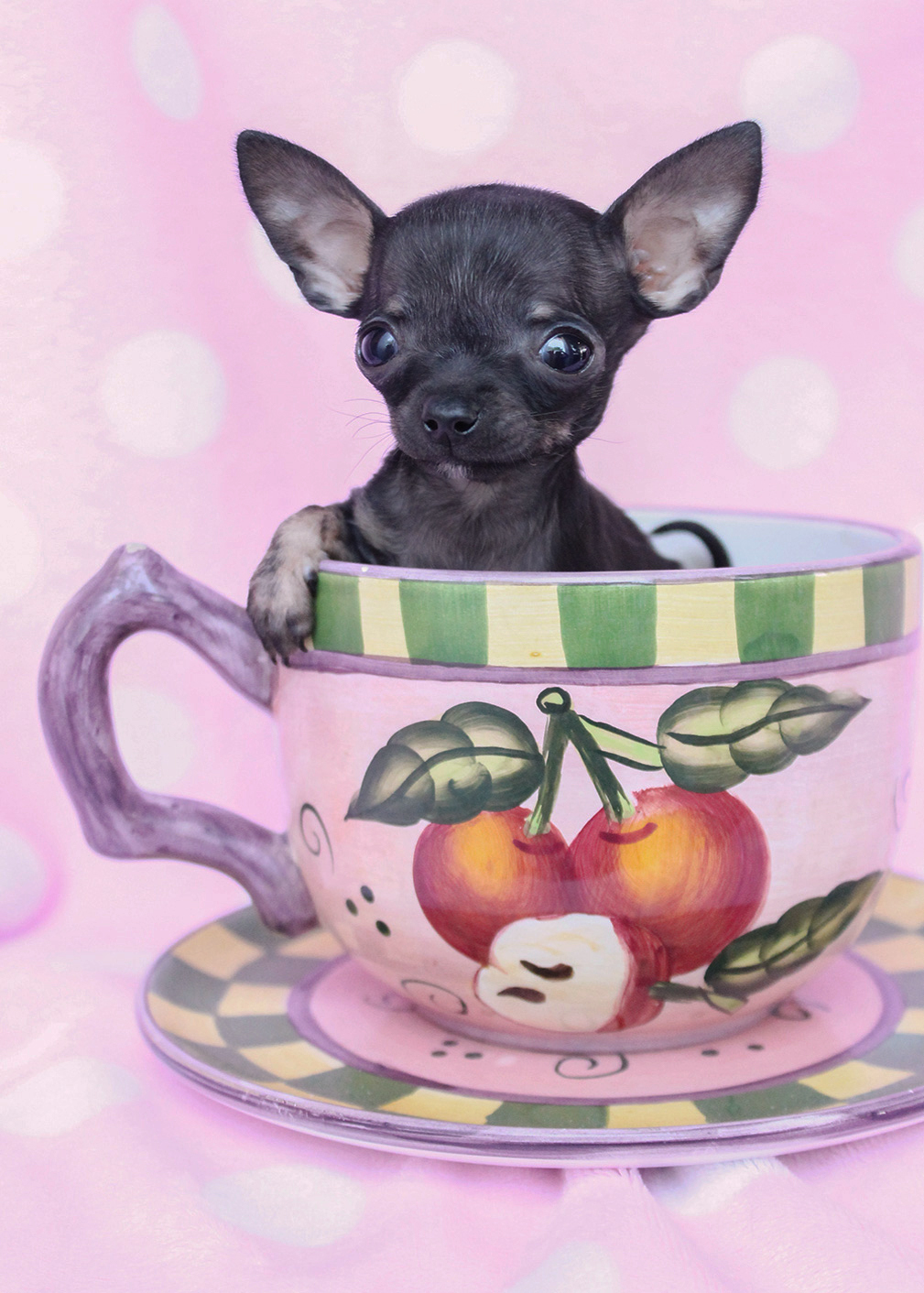 Micro Teacup Chihuahua Puppies For Sale In Florida Cenfesse