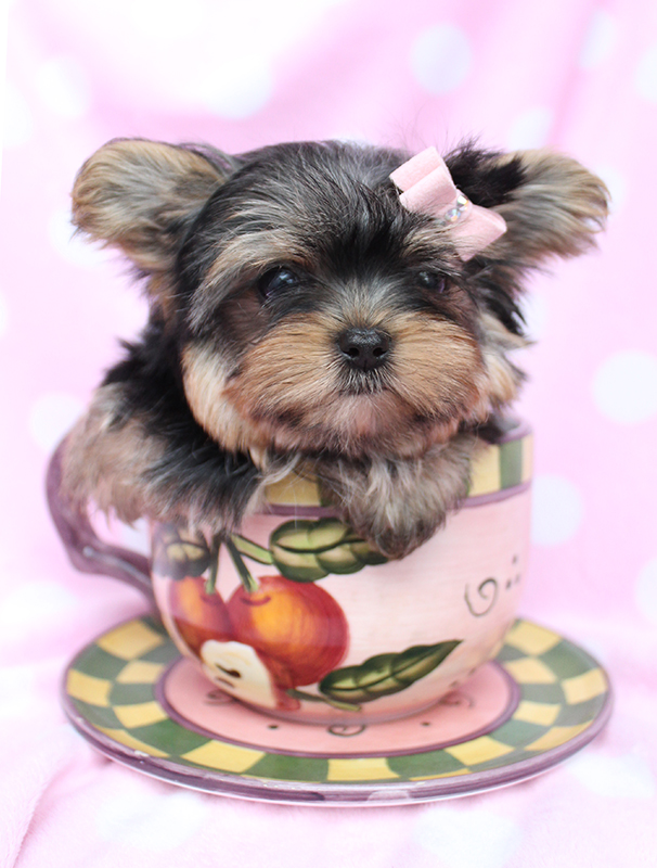 teacup-yorkie-270-c | Teacup Puppies & Boutique