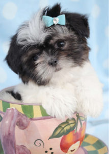 Shih Tzu Puppy ID #084