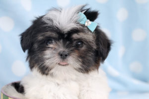 Shih Tzu Puppy ID #084