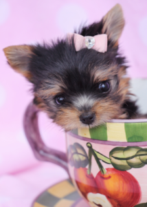 Teacup Yorkie #205