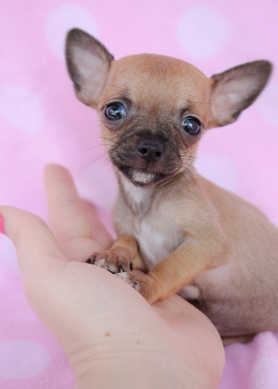 Tiny Chihuahuas For Sale At TeaCups Puppies South Florida Teacups 