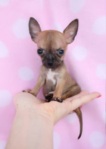 Teacup Chihuahua ID #222