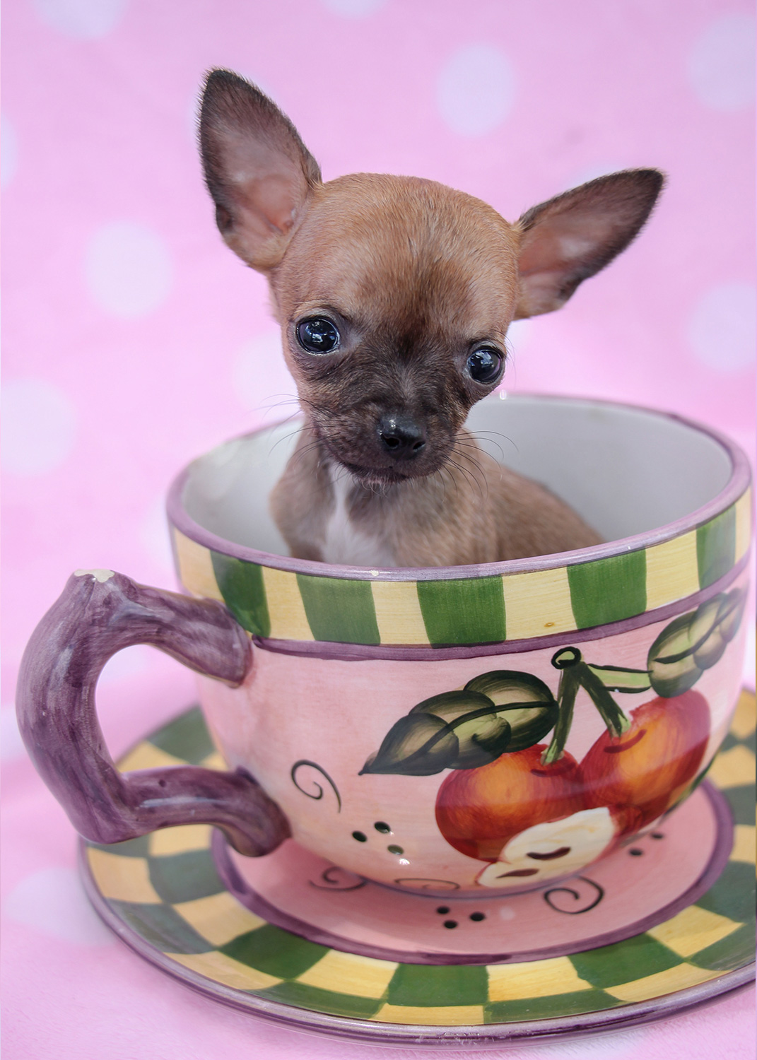 Cute Teacup Chihuahuas