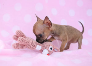 Teacup Chihuahua ID #222