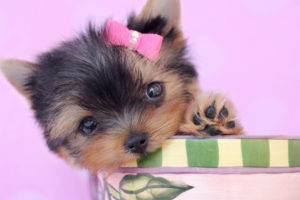 Teacup Yorkie Puppy ID #252