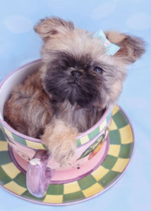 Breed: Brussels Griffon