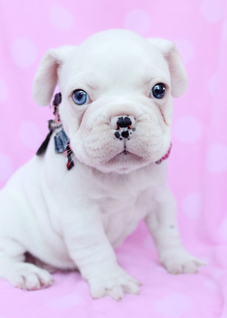 Teacup Puppies by Breed - Yorkies, Chihuahuas, Pomeranians, Maltese ...