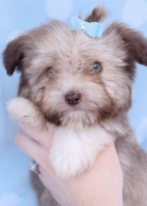 Havanese Puppy ID #250