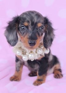 Breed: Miniature Dachshund