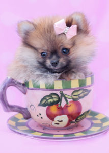 Breed: Pomeranian