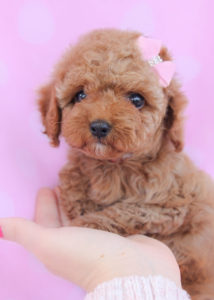 Breed: Toy Poodle