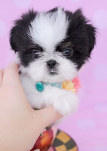 Shih Tzu Puppy ID #307