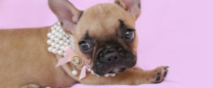 Puppies for sale by TeaCups, Puppies & Boutique of South Florida