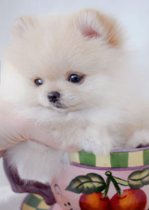 Pomeranian Puppy ID #332