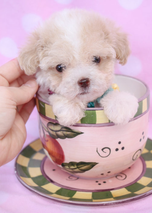 Teacup Poodles and Toy Poodle Puppies For Sale by TeaCups Puppies ...