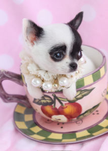 Teacup Chihuahua ID #089