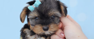 Teacup Puppies and Teacup Yorkies for sale