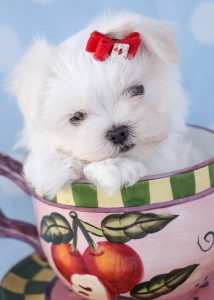 Teacup Maltese Puppy ID #381