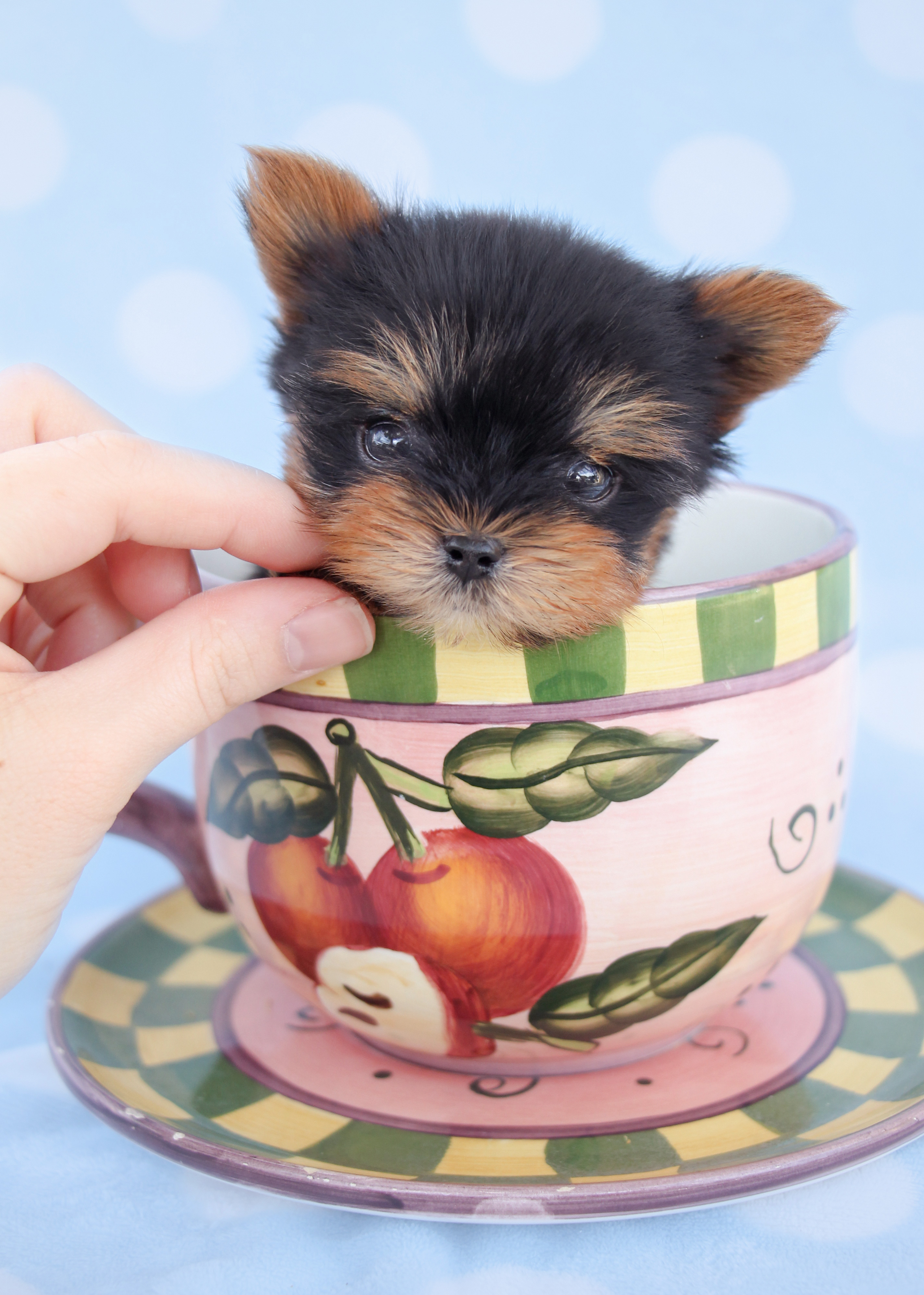 teacup puppies for sale