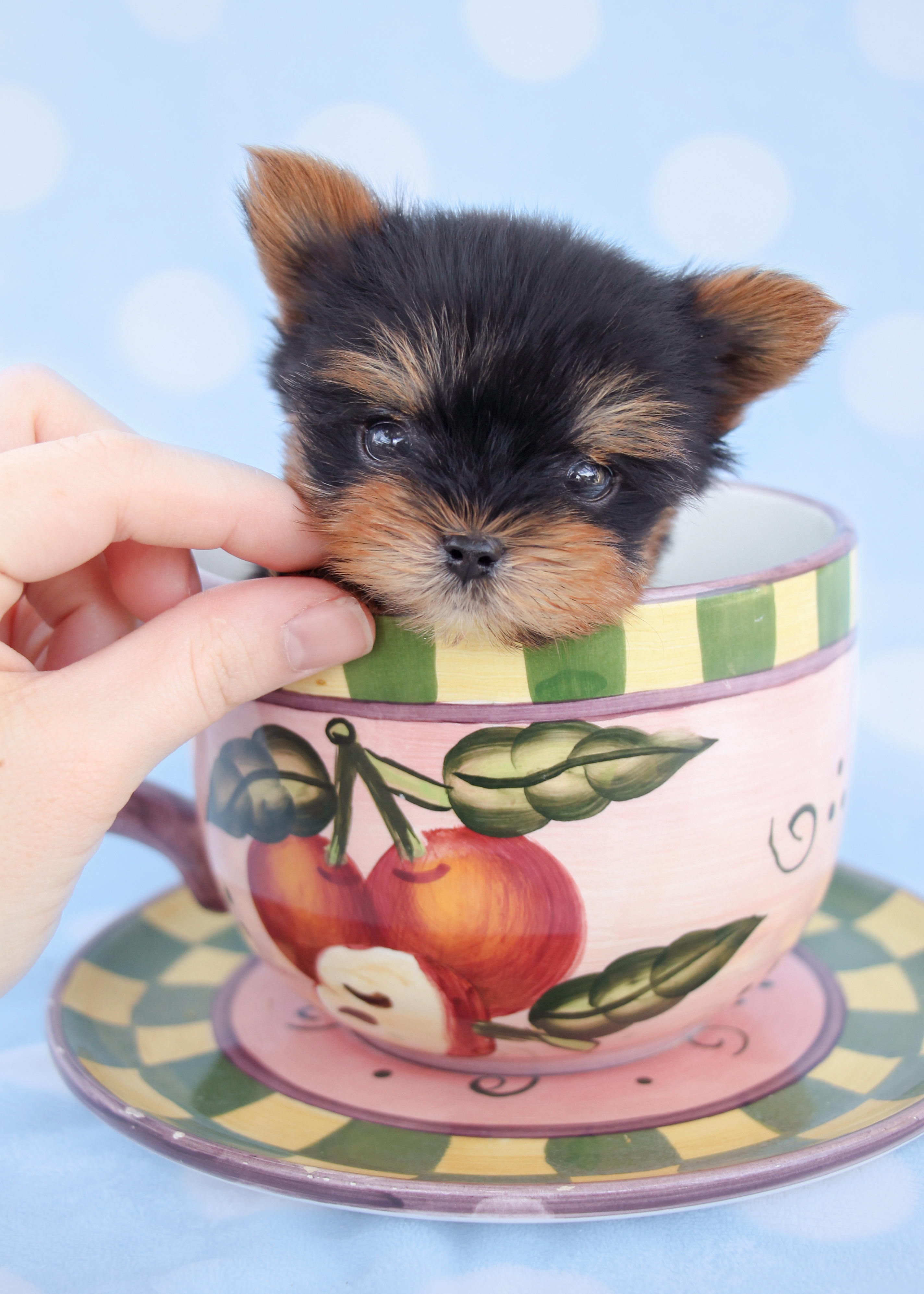 Cute Teacup Yorkshire \u0026quot;Yorkie\u0026quot; Terrier Puppies for Sale ...