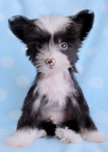 Hairless Chinese Crested Puppy