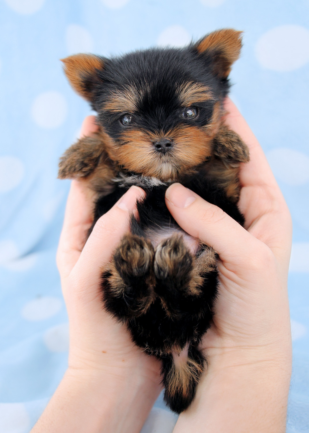 Cute Teacup Yorkshire "Yorkie" Terrier Puppies for Sale ...