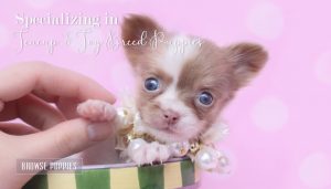 Tiny Teacup Long Haired Chihuahua For Sale