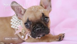 French Bulldog by TeaCups, Puppies and Boutique