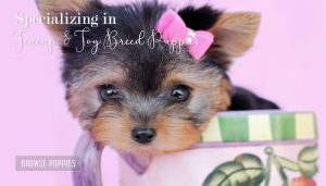 Tiny Teacup Yorkie Puppy