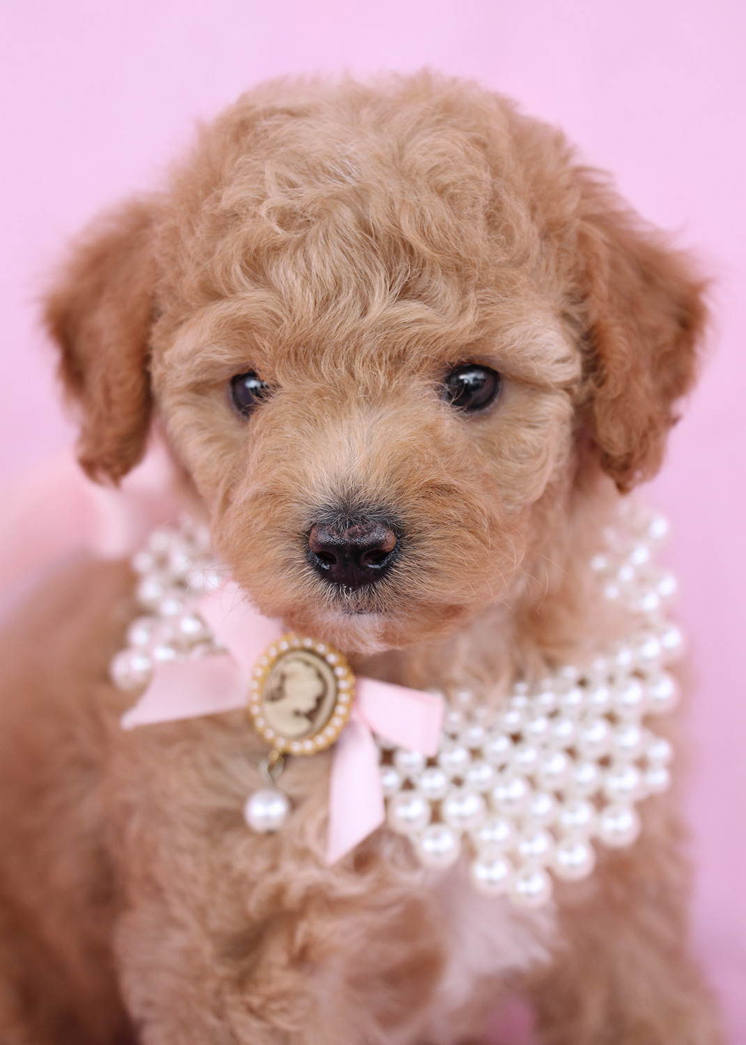 Cute Girl Toy Poodle Names