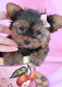 Yorkie Puppy #008