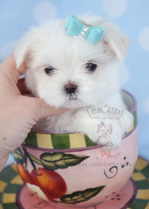 Teacup Maltese and Toy Maltese Puppies For Sale by TeaCups Puppies ...