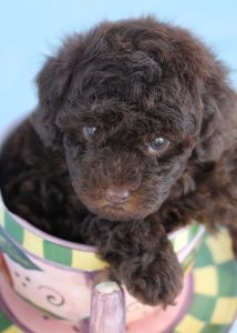 Chocolate Toy Poodle Puppy For Sale #068