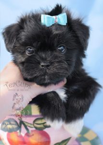 Shih Tzu Puppy For Sale #070