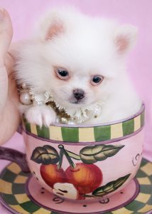 Tiny Pomeranian Puppy #059 For Sale