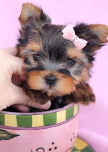 Yorkie Puppy For Sale #056