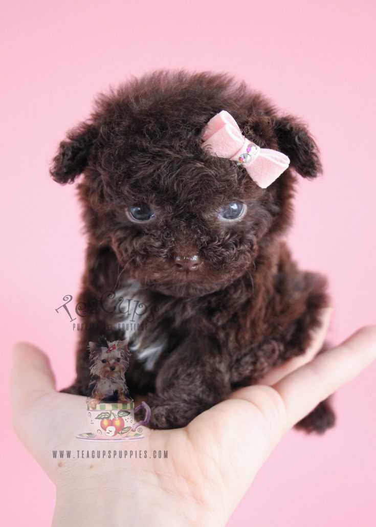 chocolate teacup poodle