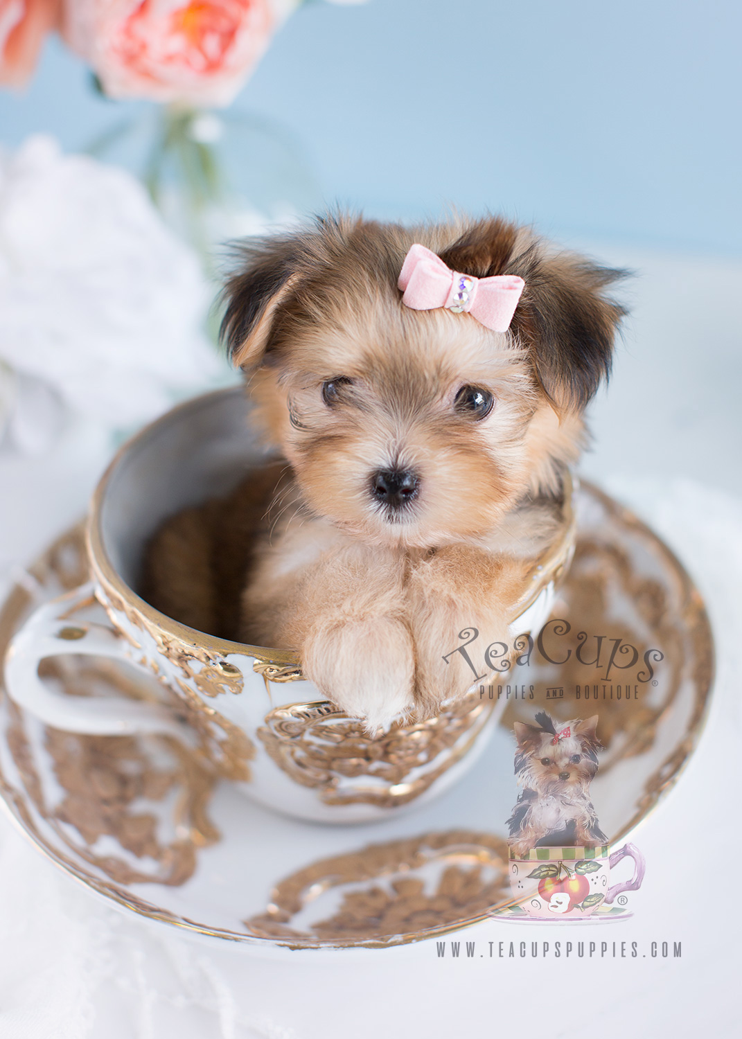 Morkie Puppy For Sale 119 3 